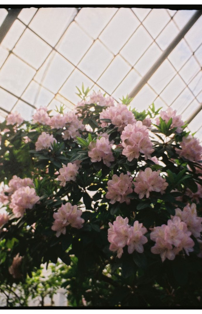 personal-routine1 Sunlight falling through the glass roof of a greenhouse full of plants